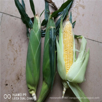 Suntoday resisant to heat high yiedl wide adaptation buy online white waxy corn maize seeds(62002)